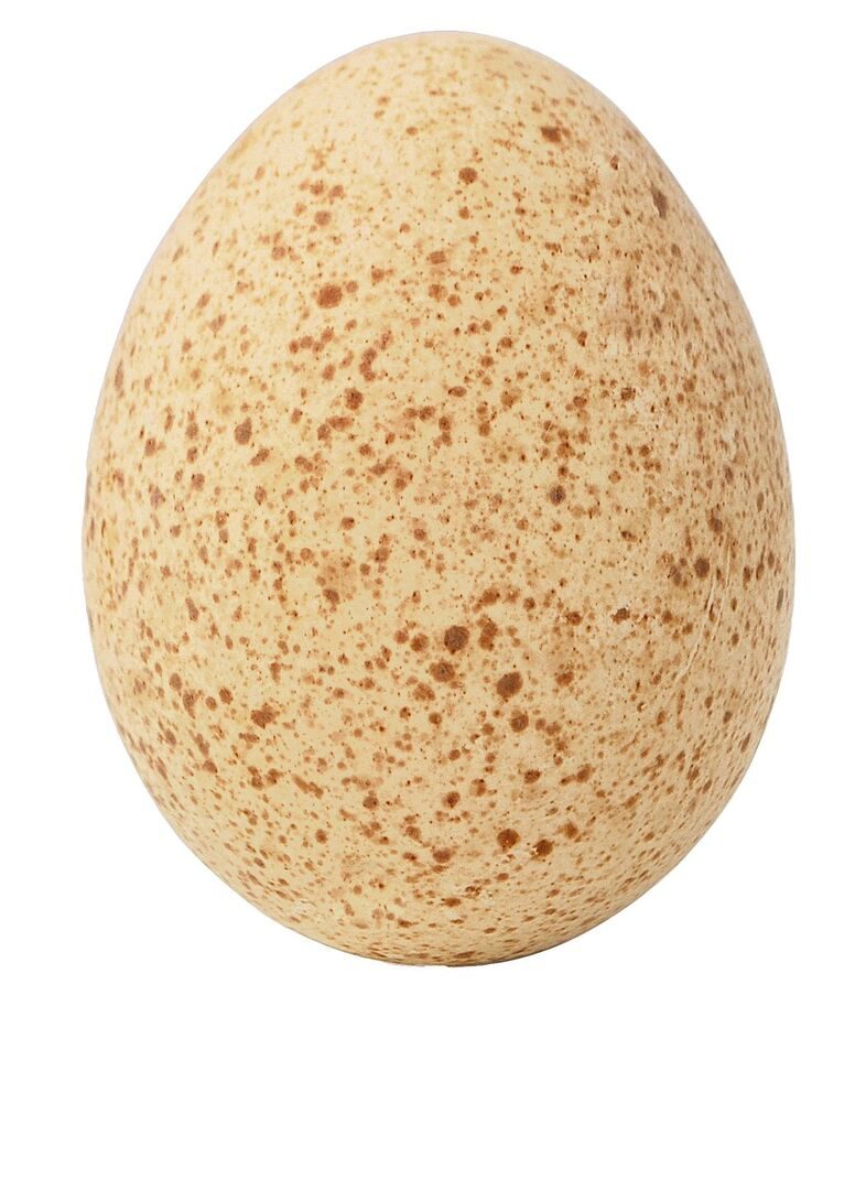 Truthähne unter Menschenobhut und in der Natur