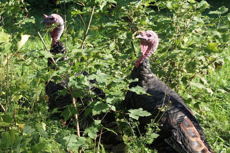 Truthähne unter Menschenobhut und in der Natur