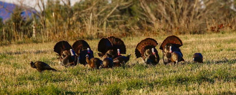 Wildtruten im US-Bundesstaat Wisconsin, sechs Hähne balzen um Weibchen.
