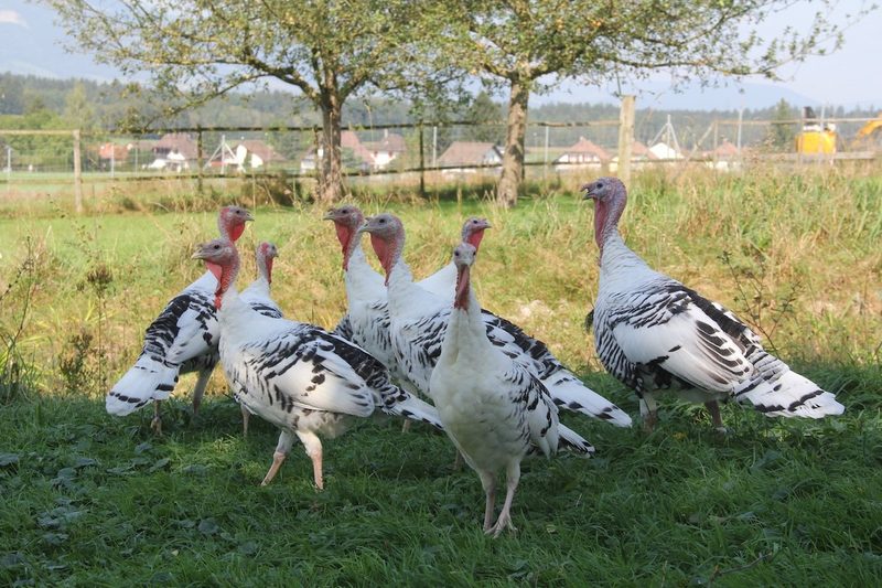 Truthähne unter Menschenobhut und in der Natur