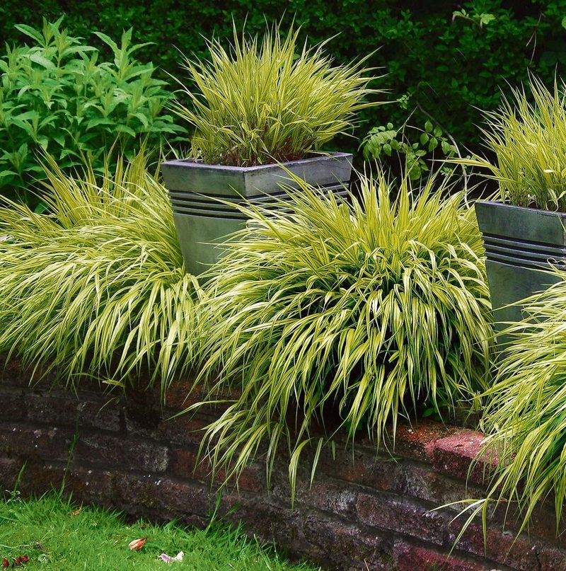 Gräser, wie das Japan-Berggras, wirken dekorativ auf dem Balkon oder im Garten.