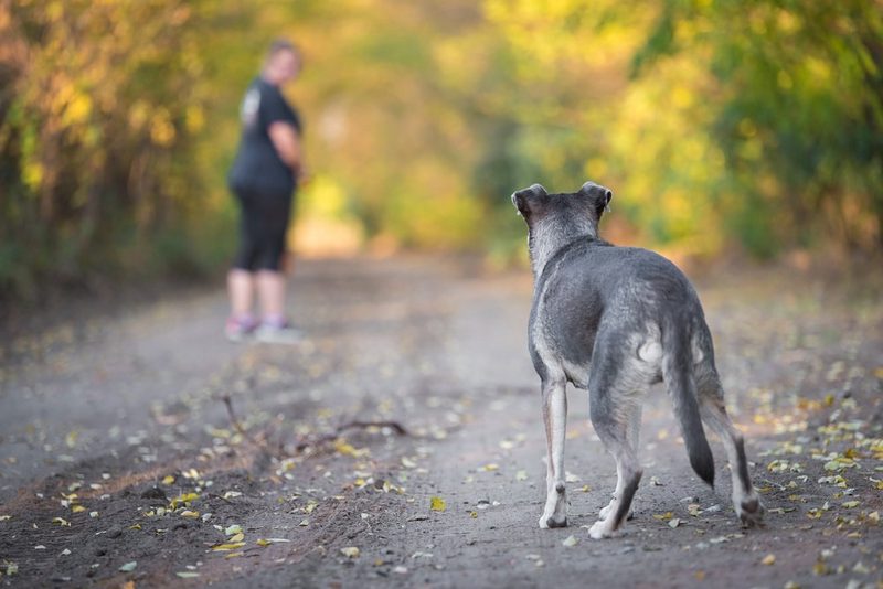 Die 10 Kompetenzen für Hunde