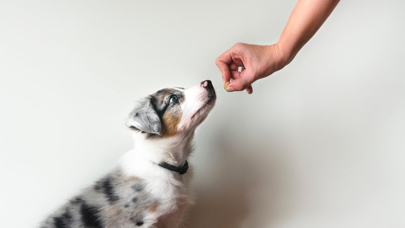 Die 10 Kompetenzen für Hunde