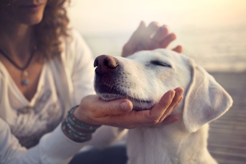 Die 10 Kompetenzen für Hunde