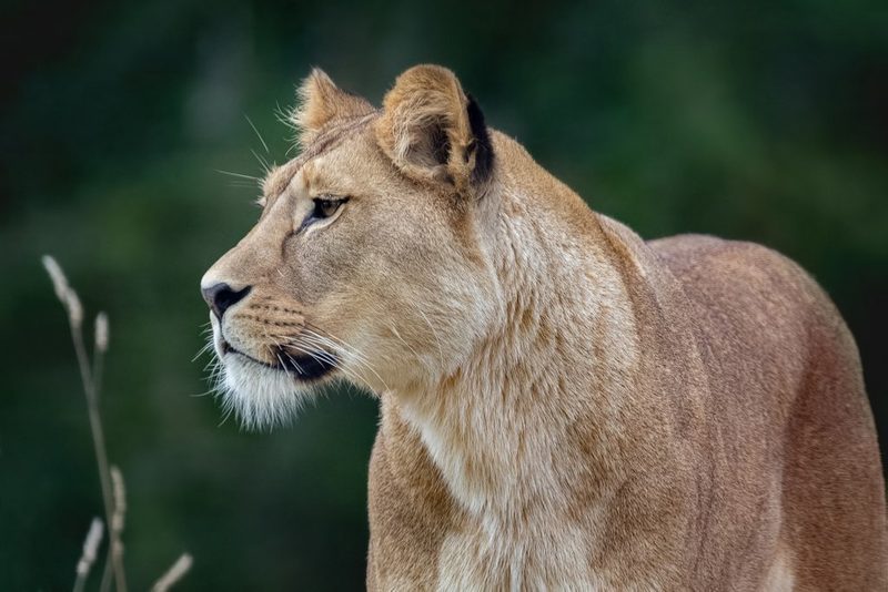 Tierische Stars des Sommerlochs