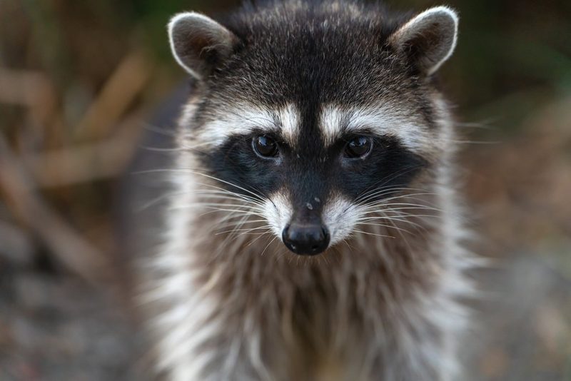 Tierische Stars des Sommerlochs