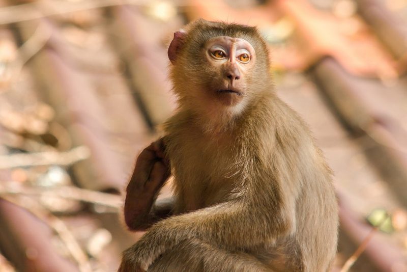 Tierische Stars des Sommerlochs