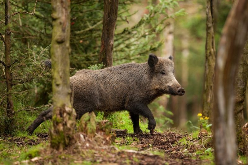 Tierische Stars des Sommerlochs