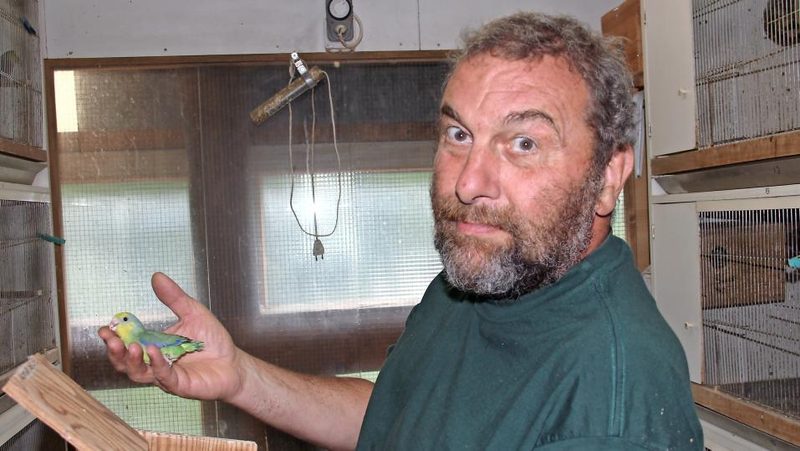 Renzo Kunz bei der Kontrolle des Nistkastens der Gelbmasken-Sperlingspapageien.