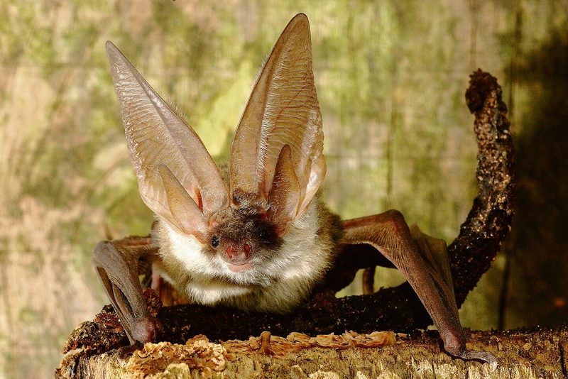 Fledermaus