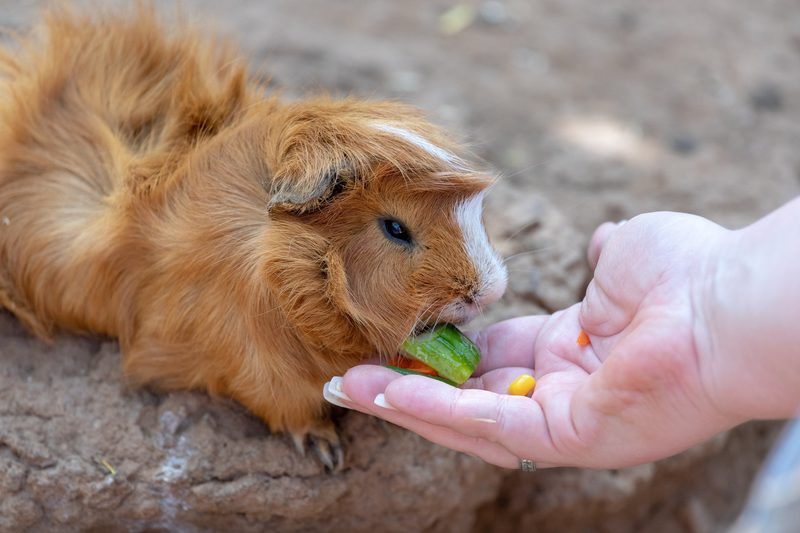 Meerschweinchen sind anspruchsvolle und soziale Nager