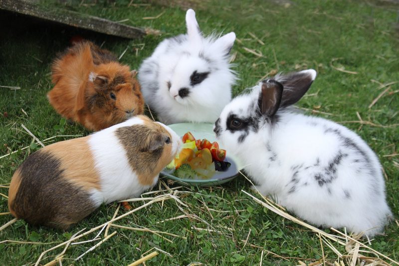 Meerschweinchen sind anspruchsvolle und soziale Nager