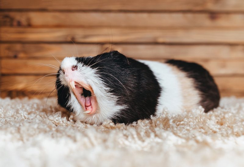 Meerschweinchen sind anspruchsvolle und soziale Nager