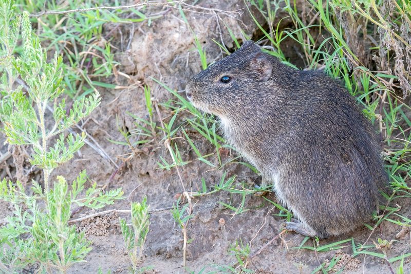 Meerschweinchen sind anspruchsvolle und soziale Nager