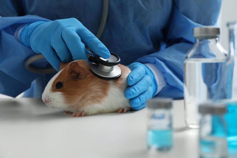 Meerschweinchen sind anspruchsvolle und soziale Nager