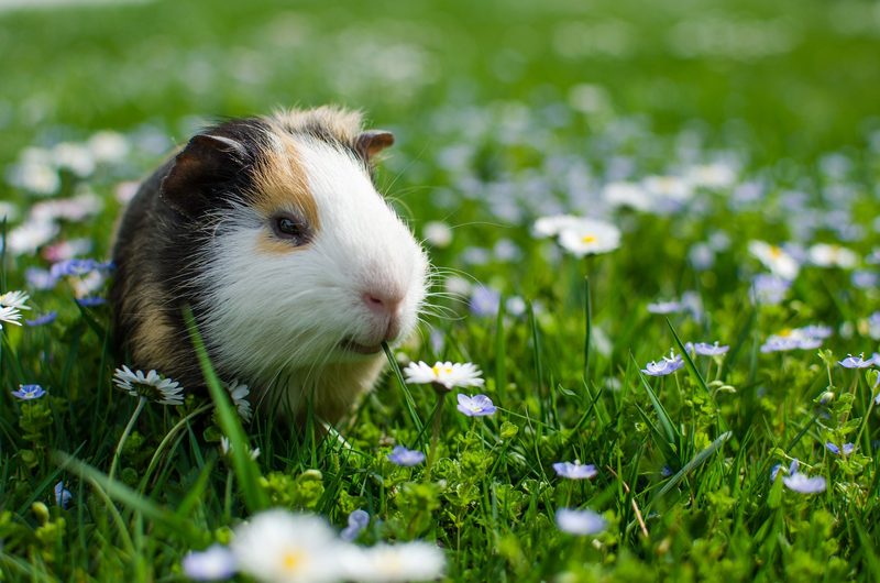 Meerschweinchen sind anspruchsvolle und soziale Nager