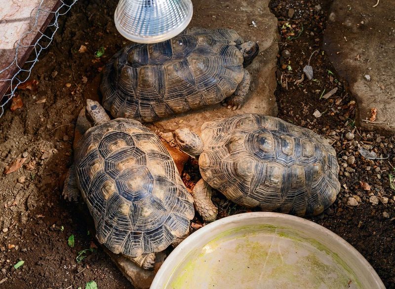Mediterrane Landschildkröten benötigen beim Aufwachen im zeitigen Frühjahr Licht und zugleich Wärme.