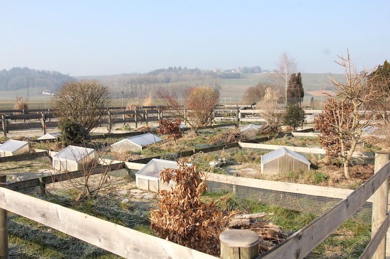 Winterruhe für mediterrane Landschildkröten