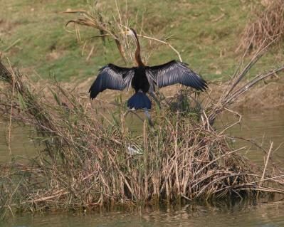 18-Schlangenhalsvogel.jpg
