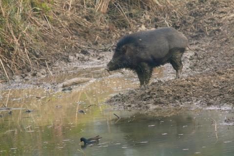 15-Wildschwein.jpg