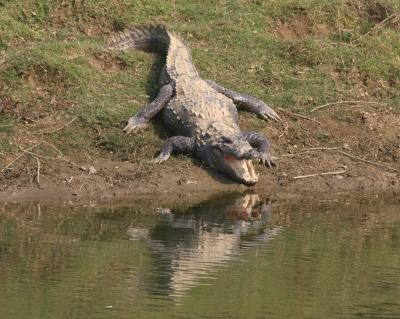 06-sumpfkrokodil.jpg