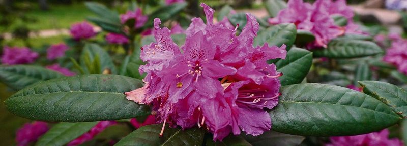 Alpenrose