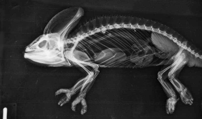 Ob Chamäleon oder Seepferdchen, im Zoo Basel helfen Röntgenbilder bei gesundheitlichen Problemen weiter.