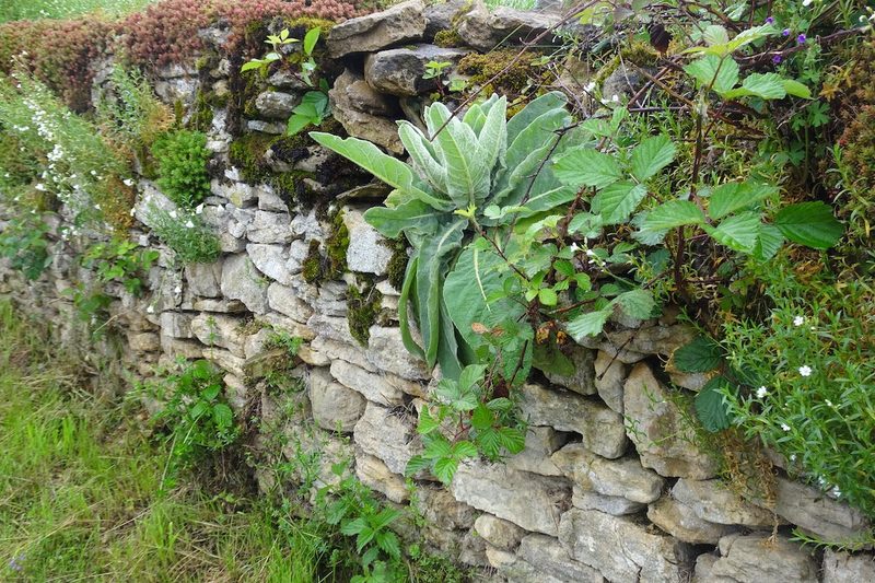 Lebensraum Trockenmauer