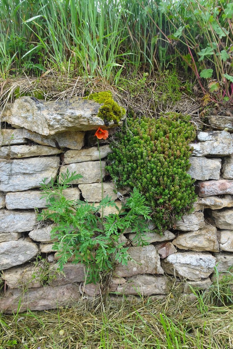 Lebensraum Trockenmauer