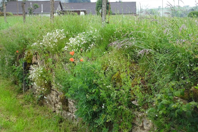 Lebensraum Trockenmauer