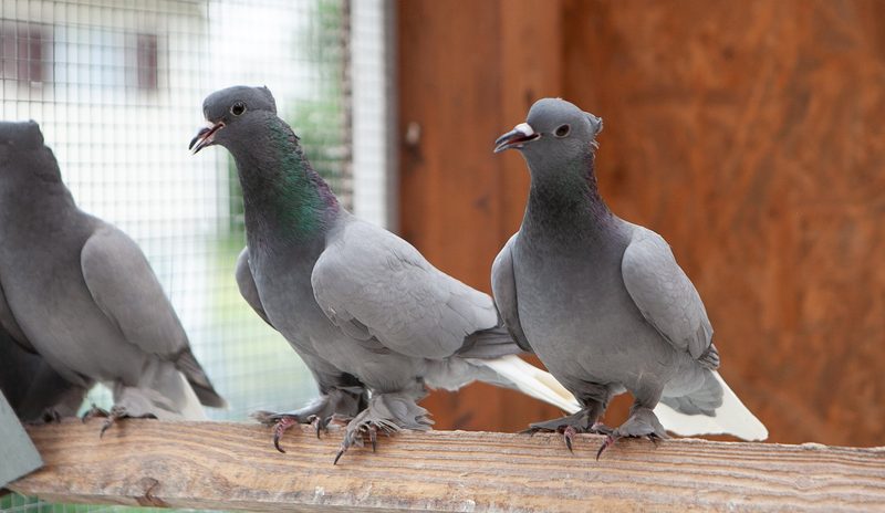 Aargauer Weissschwanz: Vitale Schweizer Taube