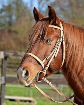 Pferd mit Zaumzeug aus Kork