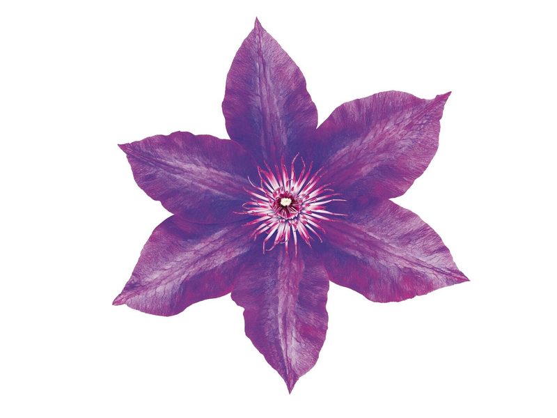 Clematis)