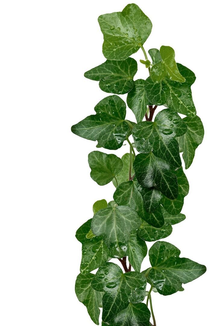 Efeu (Hedera helix)