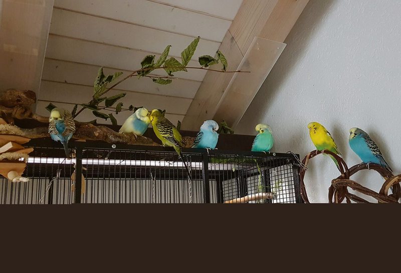 Die Wellensittiche haben Freiflug und knabbern an Gräsern.