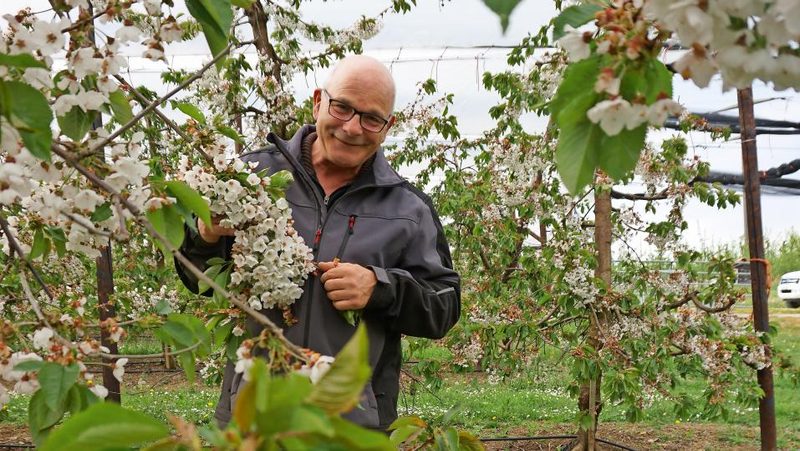 Andy Steinacher in mitten Niederstammbäumen