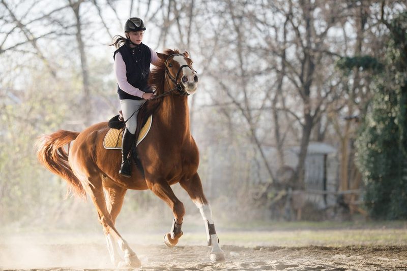 Reiten - ein Sport, der bald verboten ist?