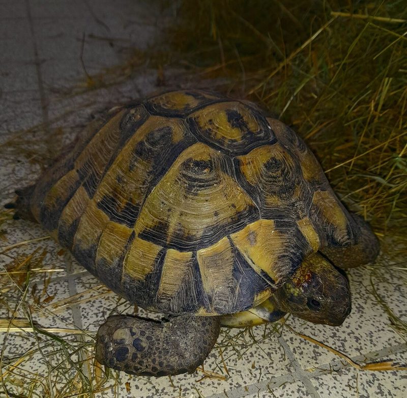Die Griechische Landschildkröte und der Wellensittich wurden am 31. März im Tierpark Lange Erlen gefunden. Der Betriebsleiter vermutet einen Zusammenhang.