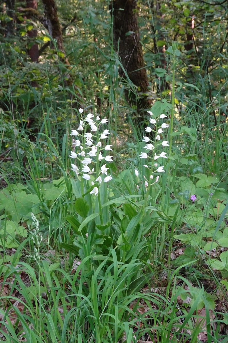 Unter Orchideen in der Schweiz