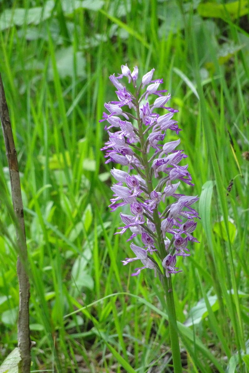 Unter Orchideen in der Schweiz