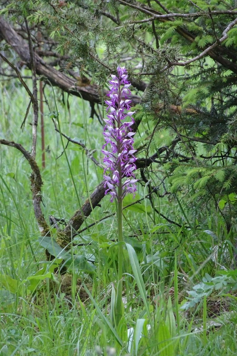 Unter Orchideen in der Schweiz