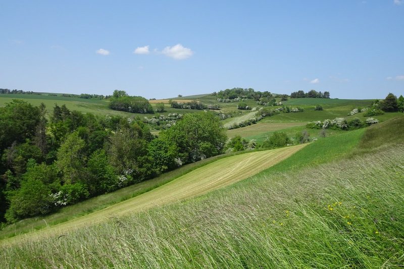 Unter Orchideen in der Schweiz