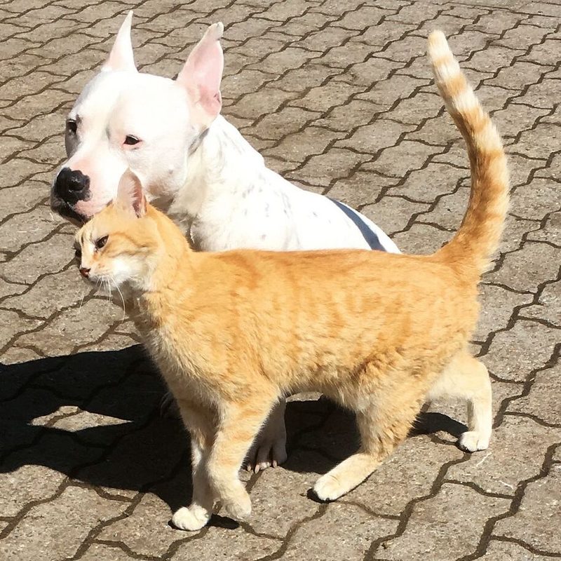 hund und Katze