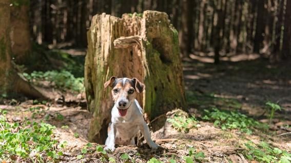 Hund auf Fuchsbaujagd