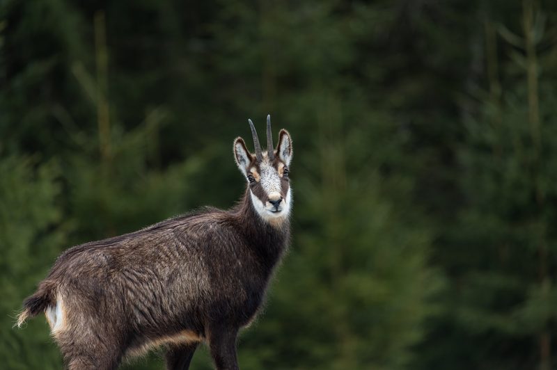 Die Gämse: Kletterkünstlerin dank speziellen Hufen