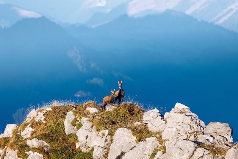 Die Gämse: Kletterkünstlerin dank speziellen Hufen