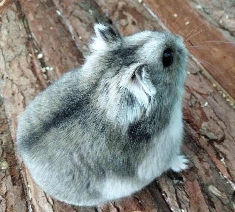 Hamster: kein kuscheliges Fellknäuel