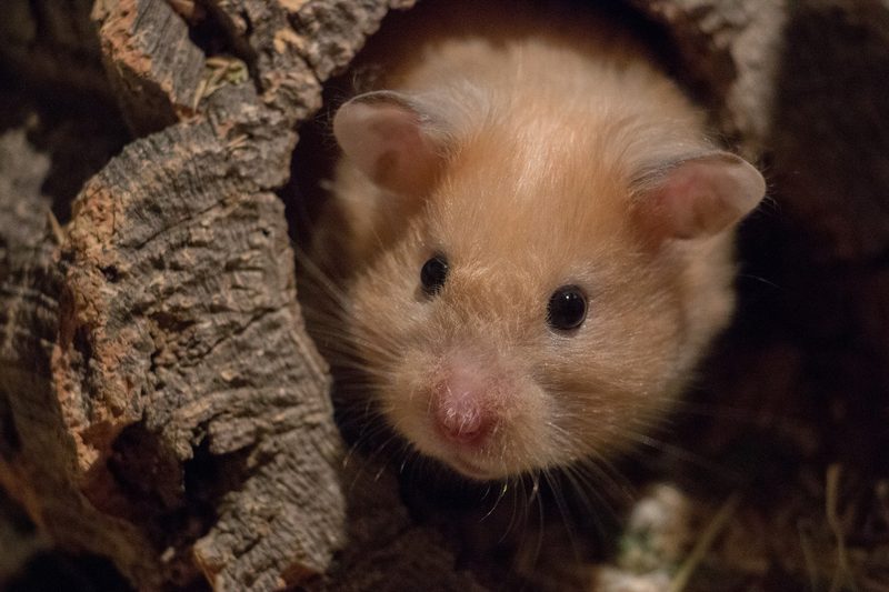 Hamster: kein kuscheliges Fellknäuel