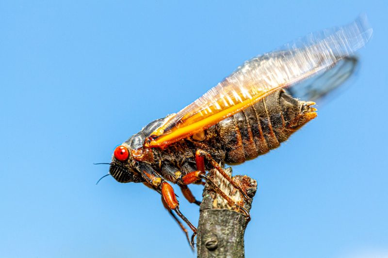 Singzikaden: Einzigartige Sänger der Natur