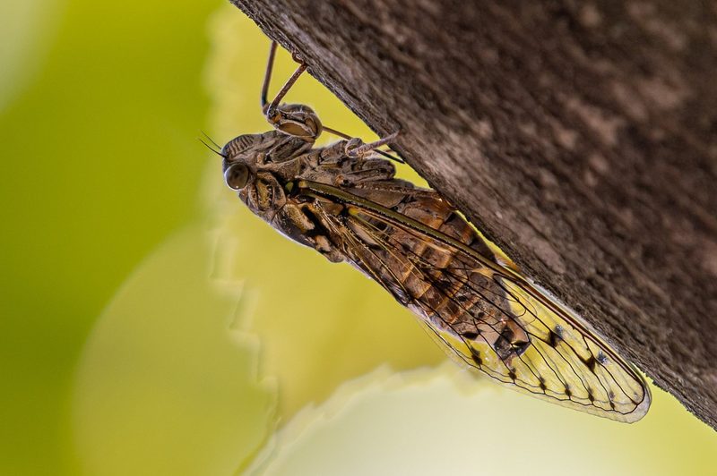 Singzikaden: Einzigartige Sänger der Natur